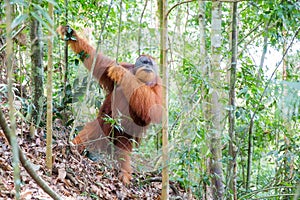 Gungung Leuser Orangutan photo