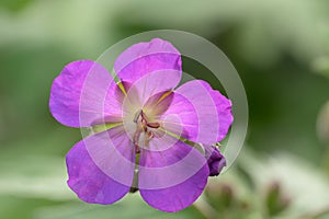 Gunnai-fuuro Geranium eriostemon var. reinii, lilac flower