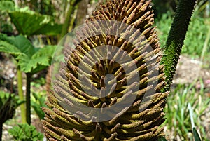 Gunnera, detail of flower spike