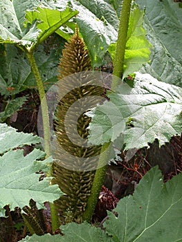 Gunnera flower