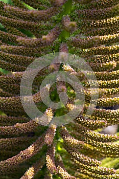 Gunnera flower full frame