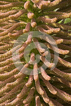 Gunnera