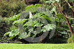 Gunnera herbaceous flowering plants