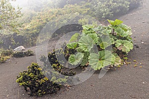 Gunnera insignis near Irazu volcano, Costa Rica