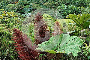 Gunnera insignis plant and inflorescence in Juan Castro Blanco National Park