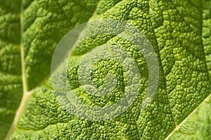 Gunnera leaf