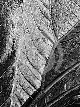 Gunnera leaf.