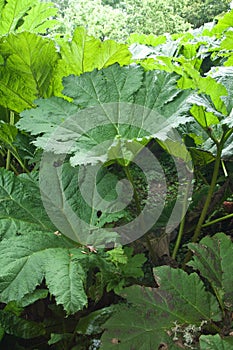 Gunnera manicata