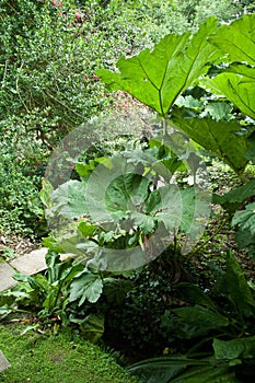 Gunnera manicata