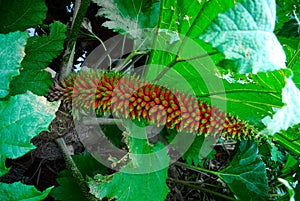 Gunnera manicata