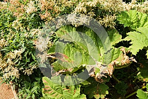 Gunnera manicata