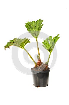 Gunnera manicata