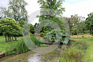 Gunnera Manicata