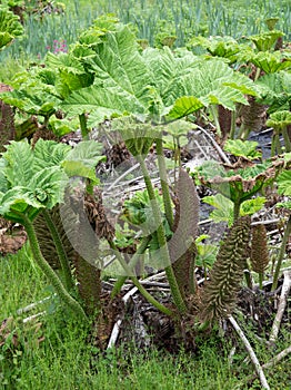 Gunnera manicata or giant rhubarb