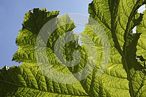 Gunnera manicata plant, Giant Rhubarb