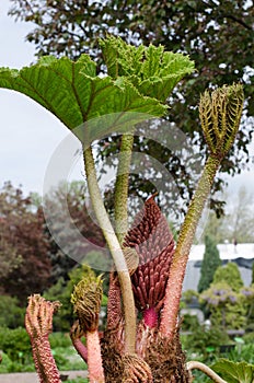 Gunnera manicata plant. Parzeplin. Parzeplinowate Gunneraceae