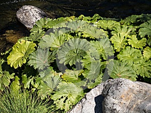 Gunnera plant