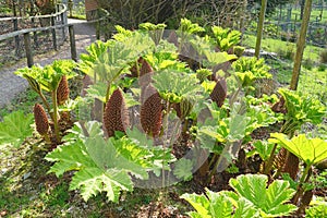 Gunnera plants flowering in a park