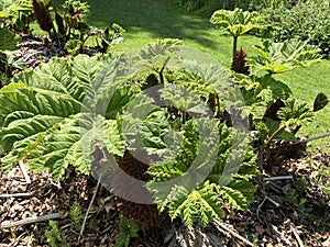 Gunnera tinctoria, giant rhubarb, Chilean rhubarb or Mammutblatt - Botanical Garden Zurich or Botanischer Garten Zuerich photo