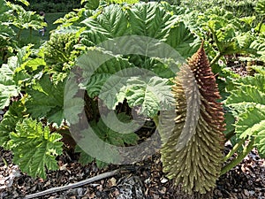 Gunnera tinctoria, giant rhubarb, Chilean rhubarb or Mammutblatt - Botanical Garden Zurich or Botanischer Garten Zuerich photo