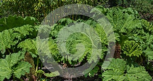 Gunnera which looks like giant rhubarb grows. Botanical Garden, Frankfurt, Germany, Europe