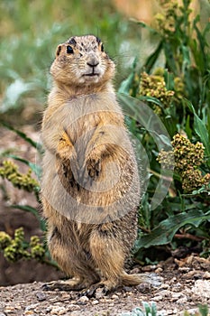 Gunnison`s Prairie Dog