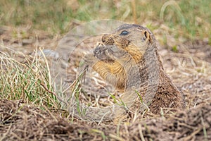 Gunnison`s Prairie Dog