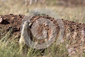 Gunnisonâ€™s Prairie Dog in northern New Mexico