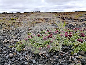 Gunnuhver - Reykjanes Geopark, Iceland