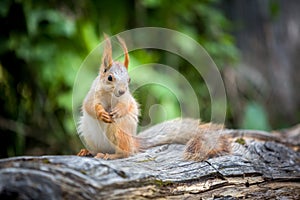 Gunny squirrel