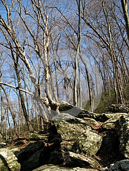 Gunpowder Forest in March