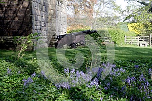 Guns and Bluebells