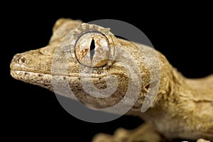 Gunther`s leaf-tailed gecko Uroplatus guentheri