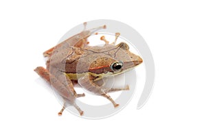 Gunther`s whipping frog, montane hour-glass tree-frog, Taruga eques on white