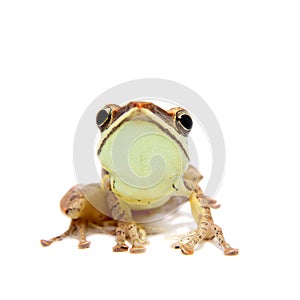 Gunther`s whipping frog, montane hour-glass tree-frog, Taruga eques on white