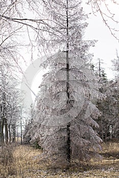 Guntramovice Czech Republic Moravian Sudetes in early spring with trees covered in ice. Freezing rain, fog.