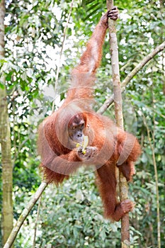 Gunung Leuser Orangutan Sumatra
