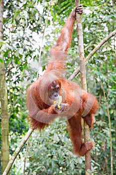 Gunung Leuser Orangutan Sumatra photo