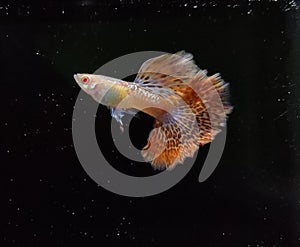 Guppies : Albino Red Dragon Guppy Fish  in Black Background