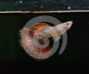 Guppies : Albino Red Dragon Guppy Fish  in Black Background