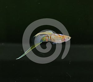 Guppies : Blond Vienna Emerald Bunt Zebrinus Lowersword Guppy Fish