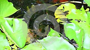 Guppies fish focus swinmming and lily pad on water surface