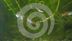 Guppy in aquarium.