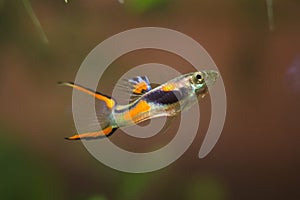 Guppy endler, Poecilia wingei, freshwater aquarium fish, male in bright spawning coloration, laguna Campoma biotope aquarium
