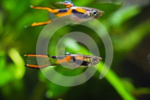Guppy endler, Poecilia wingei, freshwater aquarium fish, males in bright laguna Campoma coloration, biotope aquarium