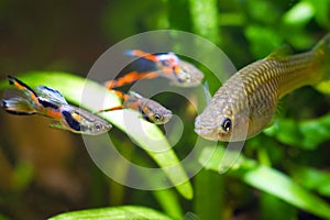 Guppy endler, Poecilia wingei, freshwater aquarium fish, males in spawning coloration and female, courtship, biotope aquarium