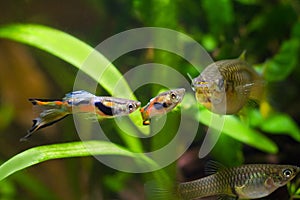 Guppy endler, Poecilia wingei, freshwater aquarium fish, males in spawning coloration and female, courtship, biotope aquarium