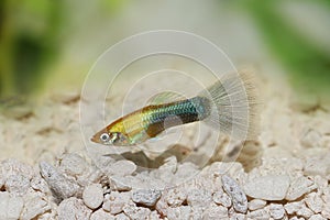 Guppy fish aquarium fish Poecilia reticulata colorful rainbow tropical