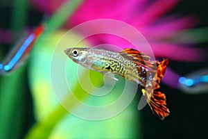 Guppy fish with colorful background Poecilia reticulata photo