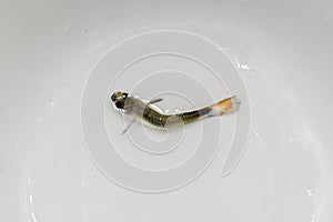Guppy fish died due to bent spine disease